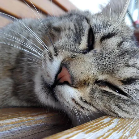 Haslehnerhof Alloggio per agriturismo