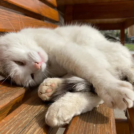 Haslehnerhof Ramsau am Dachstein