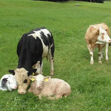 Farm stay Haslehnerhof Ramsau am Dachstein