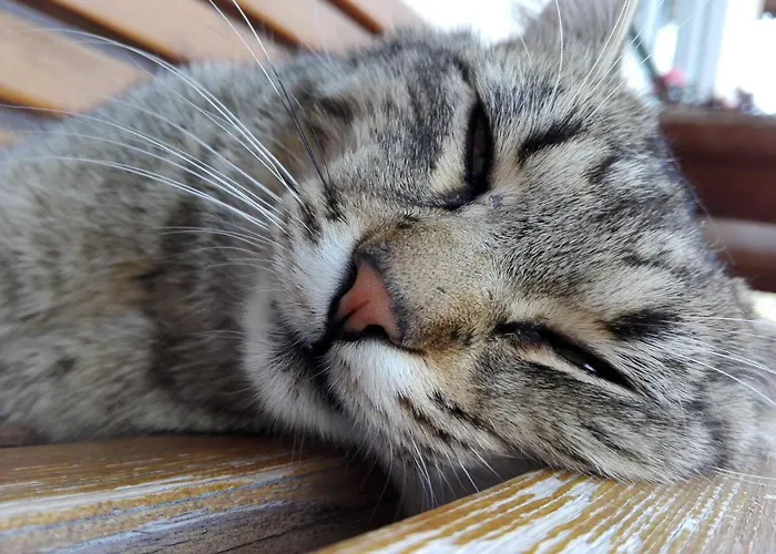 Haslehnerhof Farm stay