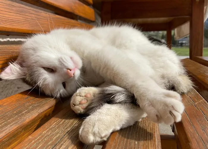 Haslehnerhof Ramsau am Dachstein