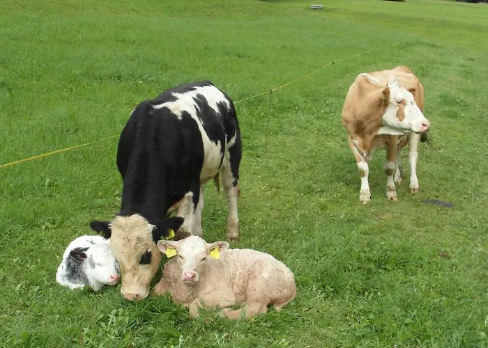 Farm stay Haslehnerhof Ramsau am Dachstein